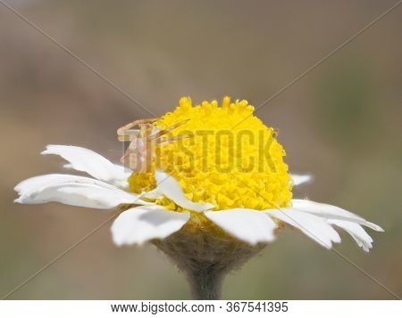 spider on flower waiting for its prey (Thomisus onustus)