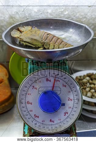 Oriental Slipper Lobster Thenus Orientalis Known As Flathead Lobster Or Crayfish Being Weighed For A