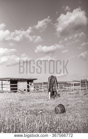 Old Horse With Caparison On The Spring Grass In The Farm. Black White.