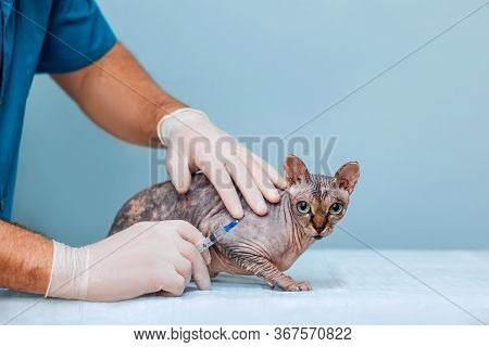 Veterinarian For Cat Vaccination In A Veterinary Clinic. Cropped Image Of A Man Holding A Sphinx Cat