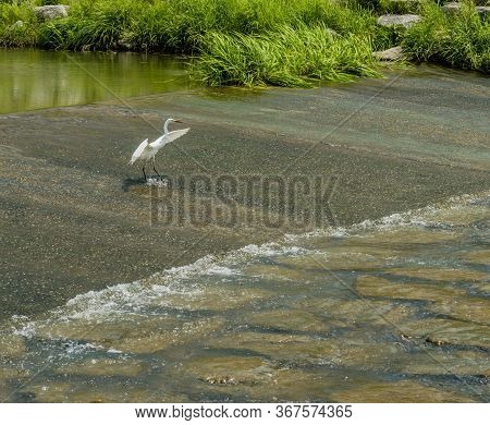 White Egret With Wings Extended Landing In Shallow River.