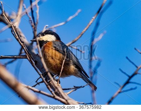 A Varied Tit, Sittiparus Varius, Perches In A Tree In A Japanese Forest Park In Kanagawa Prefecture,