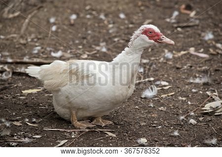 The Muscovy Duck Is White With The Red Lessions