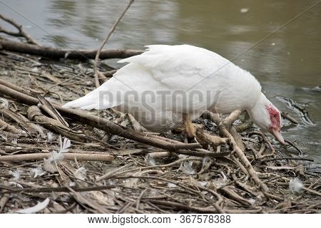 The Muscovy Duck Is White With The Red Lessions