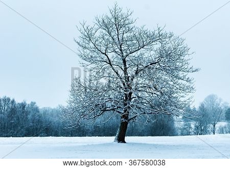 A Large Tree In The Snow At Lilford Park, Uk
