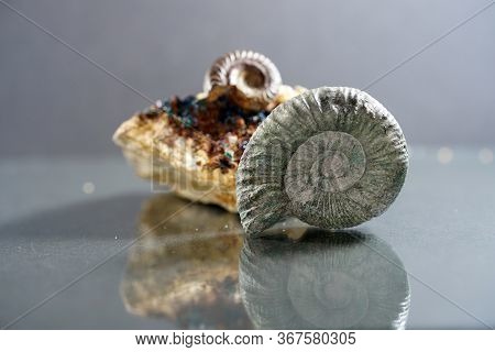 The Ammonites, Ammonoidea Are An Extinct Subgroup Of Cephalopods Photographed In The Studio