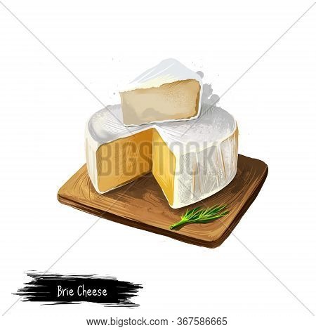 Brie Cheese With Rosemary Digital Art Illustration Isolated On White Background. Fresh Dairy Product