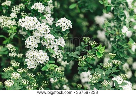 Branches Of Blossoming Spirea Arguta (brides Wreath) Bush In A Spring Garden.  Selective Focus.