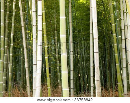 Bambus lesie w Kyoto, Japonia