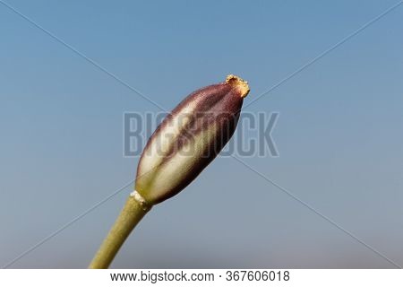 Seed Capsule Of A Lady Tulip, Tulipa Clusiana