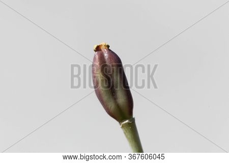 Seed Capsule Of A Lady Tulip, Tulipa Clusiana