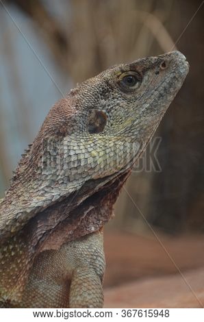 Australian Native Jacky Dragon Lizard, Amphibolurus Muricatus