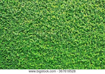 Green Grass Wall Texture, Natural Green Leaves Wall Background, Eco Wall