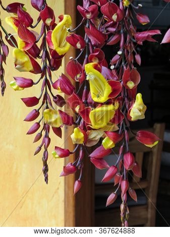 Thunbergia Mysorensis. Close-up Of Beautiful Yellow Flower With Wasp Inside.