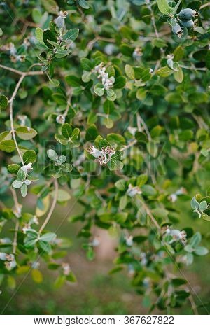 Close-up Of Fruits On The Feijoa Tree, Akka Sellova, Pineapple Grass.