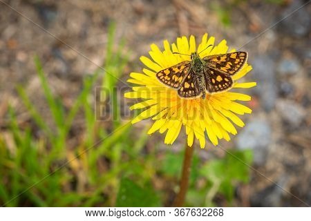 Close Up Image Of A Small Bright Orange And Brown Butterfly, The Chequered Skipper, With Open Wings 