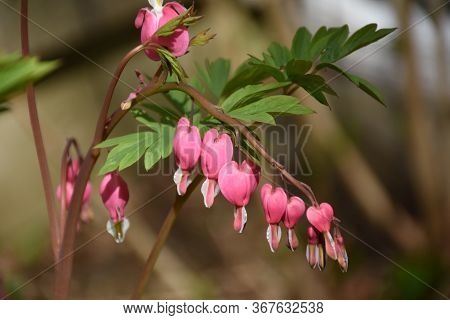 Blooming Dainty Pink Bleedingheart Plant In The Spring.
