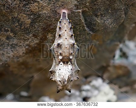 Freshly pupated Fritillary butterfly chrysalis hanging on rock, Dobrogea, Romania