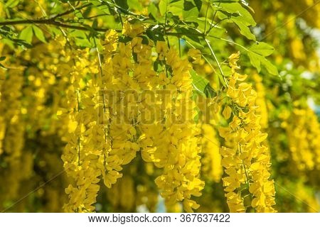 The Common Laburnum (laburnum Anagyroides) Blooming In Spring