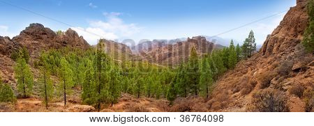 Gran Canaria Tejeda La Culata Berge Panorama mit Kiefern in Kanarische Inseln