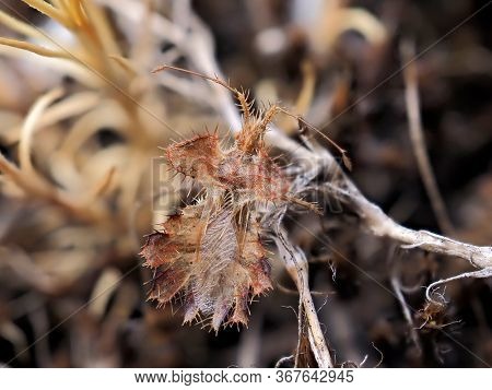Phyllomorpha laciniata (the golden egg bug) in natural habitat
