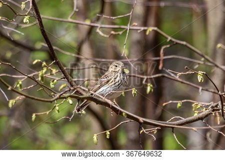 Tree Pipit Anthus Trivialis Sitting Branch Of Bush In Early Spring. Cute Little Songbird In Wildlife