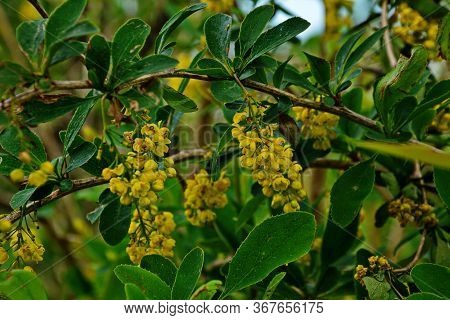 Blossoming Yellow Clusters Of Inflorescences A Branch Of Barberry On A Garden Lawn