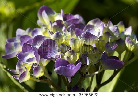 blomster af violet hortensia i haven - makro