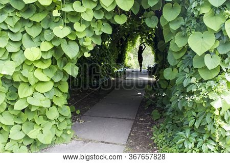 Shaded Tunnel Of Climbing Plants Of An Aristolochia, At The End Of Which There Is A Female Silhouett