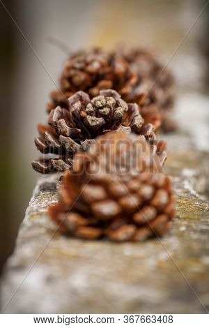 Small Pine Cones Lined Up On A Wall