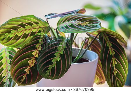 Close-up On The Leafs Of A Prayer Plant (maranta Leuconeura Var Erythroneura) In White Pot In A Sunn