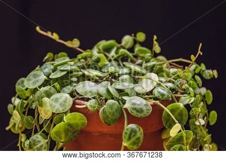 Close-up On Dainty Vines Of A 