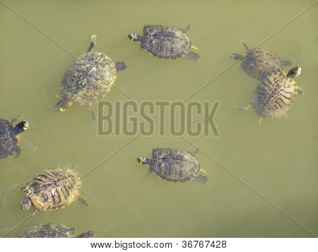 Turtle picture