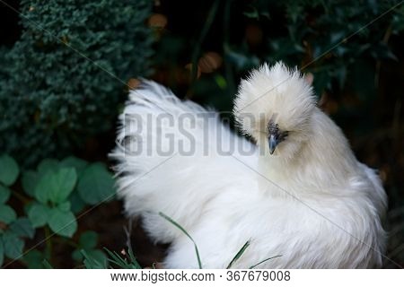 A Pure Bred Silkie Chicken Amongst Foliage In The Shade