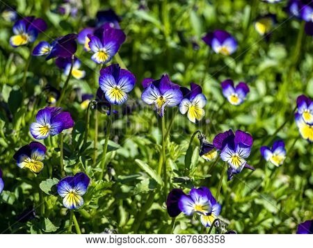 Blooms Violet Tricolor, A Plant With The Latin Name Viola Tricolor, A Plant With Medicinal Propertie
