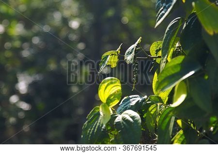 Kolli Hills, Tamil Nadu, India. Circa January, 2019. Pepper Grows On A Tree In The Hill Region As Su