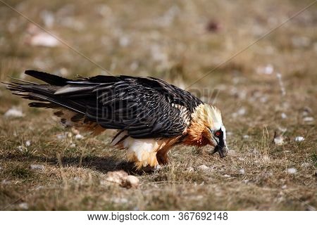 The Bearded Vulture (gypaetus Barbatus), Also Known As The Lammergeier Or Ossifrage On The Feeder