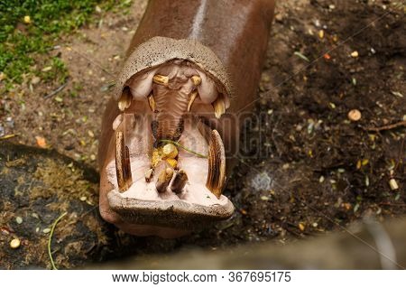 Hippo In Water With Open Mouth, Catches Food, Corn And Bean Pods