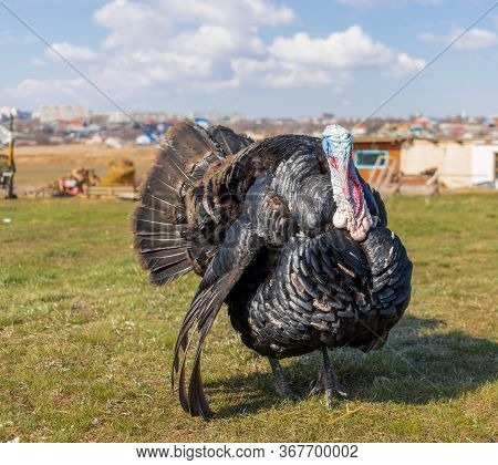 Chic Black With Colored Turkey Feathers Walks Freely On The Grass