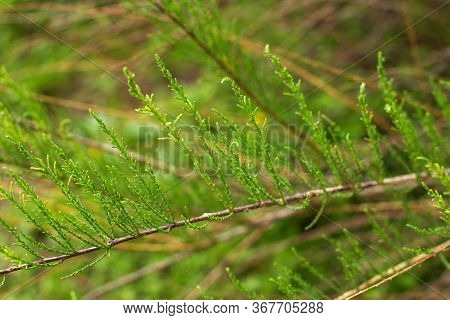 Delicate Green Spring Thuja Sprig, Thin Stems, Green Blurred Background