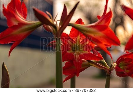 Plants Of Canna Indica In Flowering 08