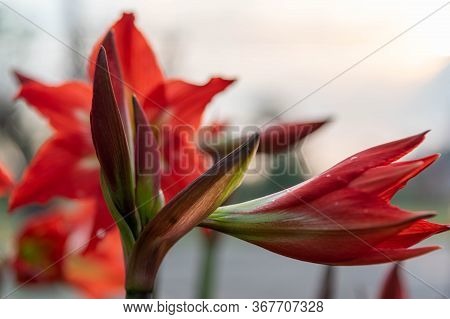 Plants Of Canna Indica In Flowering 07