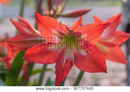 Plants Of Canna Indica In Flowering 01
