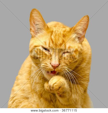 Um gato velho isolado no fundo cinza.