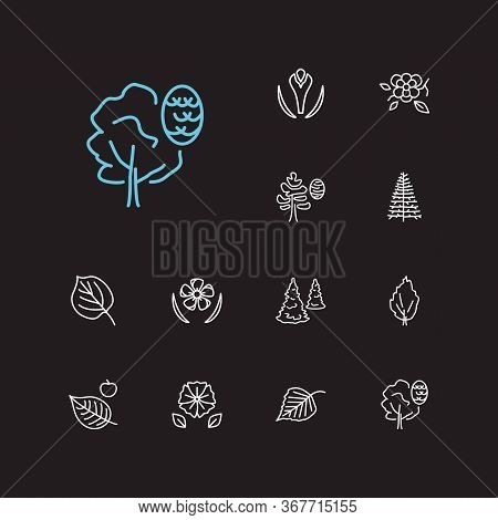Flora Icons Set. Petunia And Flora Icons With Alder, Birch Leaf And Apricot Leaf. Set Of Fresh For W