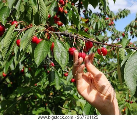 Hand Of Child Takes Red Ripe Cherries On The Tree In Spring