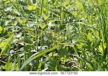Young And Juicy Nettle Leaves. The Sun Shines Through The Leaves. Beautiful Spring Summer Optimistic