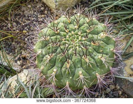 High Angle Closeup Shot Showing A Cactus In Natural Ambiance