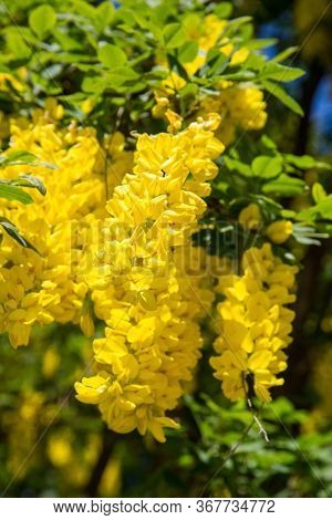 The Common Laburnum (laburnum Anagyroides) Blooming In A Garden
