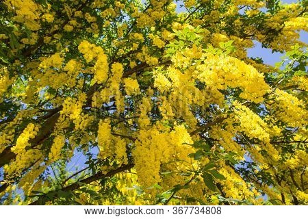 The Common Laburnum (laburnum Anagyroides) Blooming In A Garden
